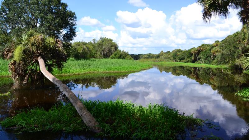 Palm leaning over River